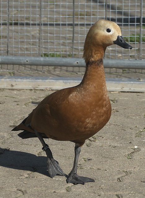 洛杉矶湖人